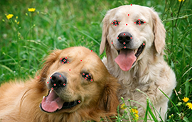 长征平台注册狗脸关键点标注技术引发行业关注